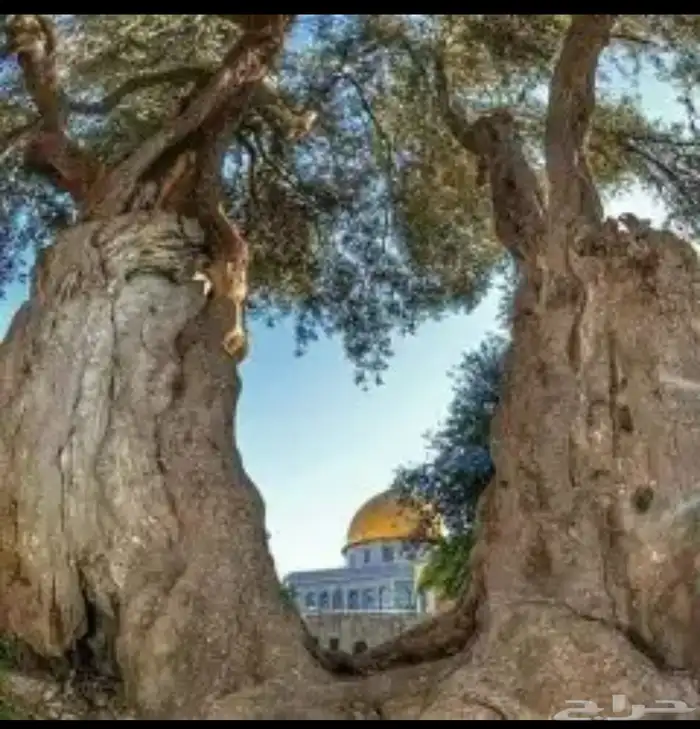 زيت زيتون فلسطيني جبلي بعل عالأمطار شحن لجميع مناطق المملكه 34