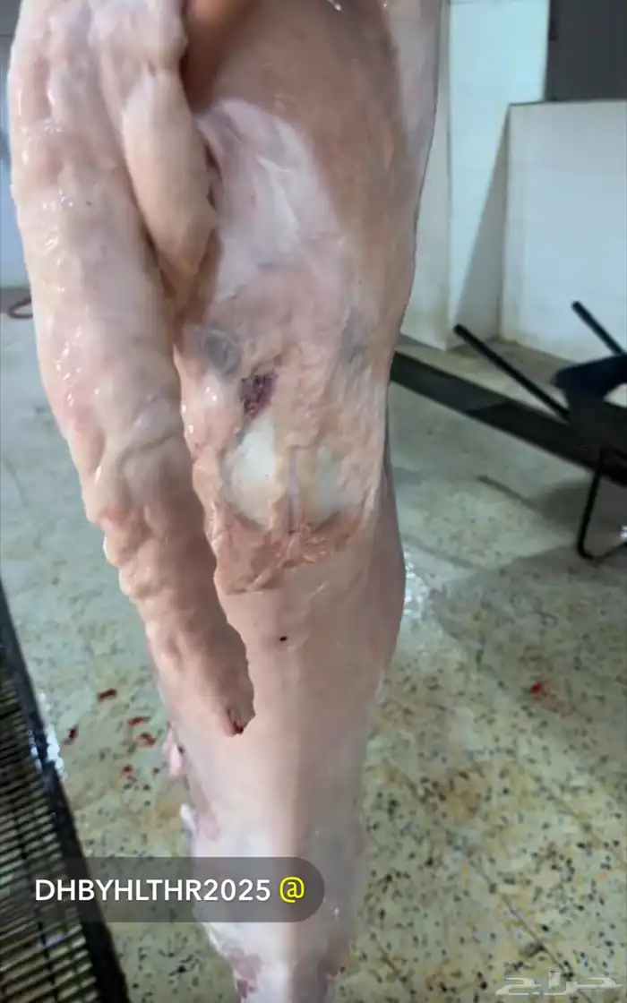 ذبيحتك جاهزه باتصال 4