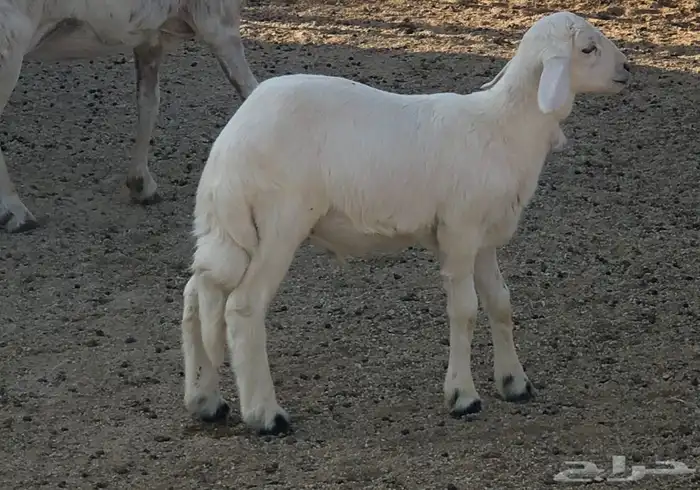 فحل ضان مشروط 3