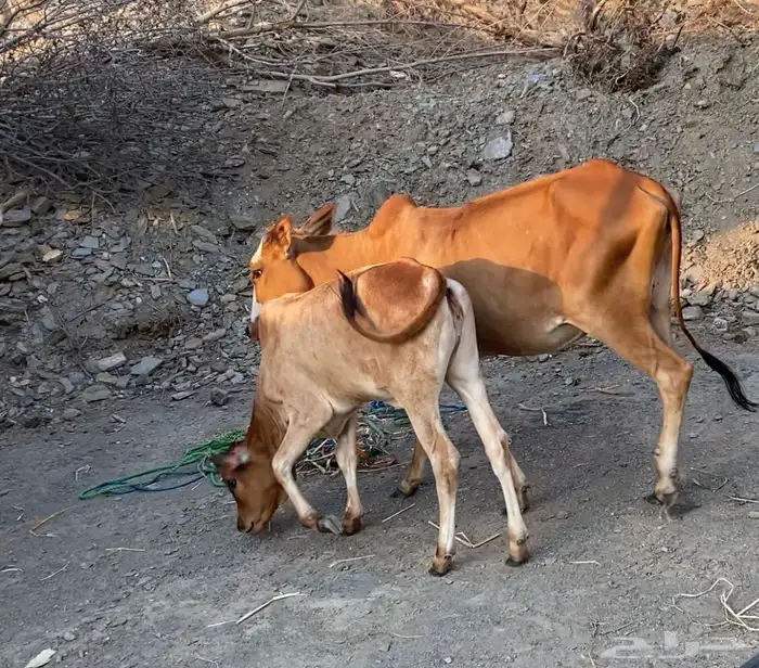 بقره سنها ثنى يتبعها حسيله البقره دافع 1