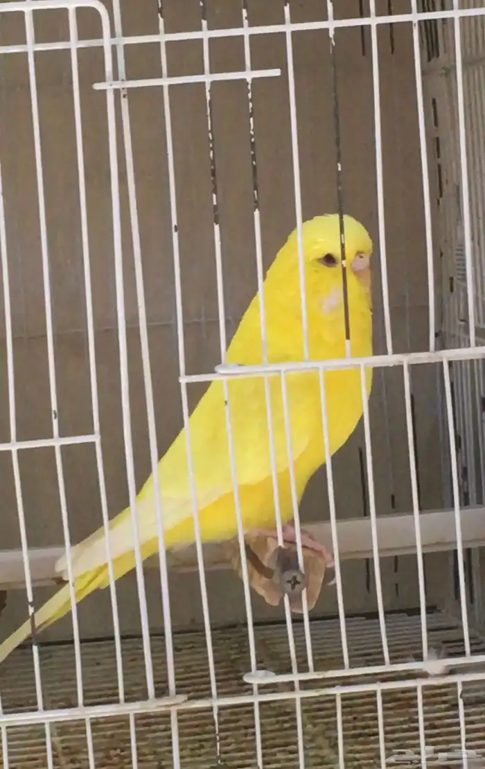 بادجي انجليزي   بادجي انقليزي 7