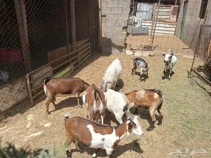 ماعز جنوبيه معجنته مع تيس قزمي 1