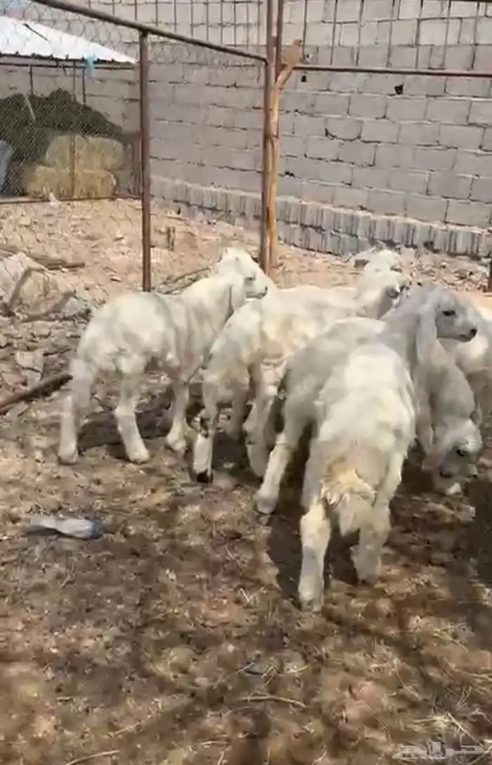 طليان العدد 9 فيها رخلين 0