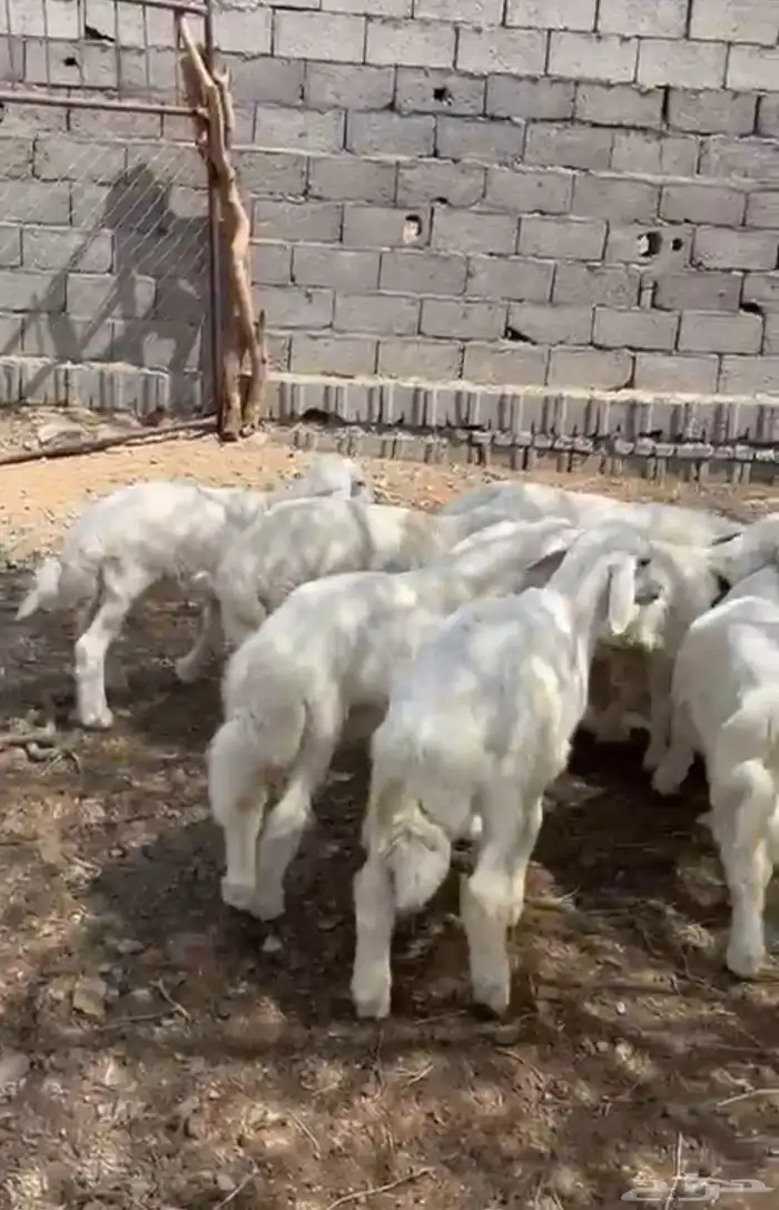 طليان العدد 9 فيها رخلين 2