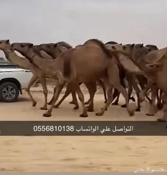 نجد حريات إبل 2