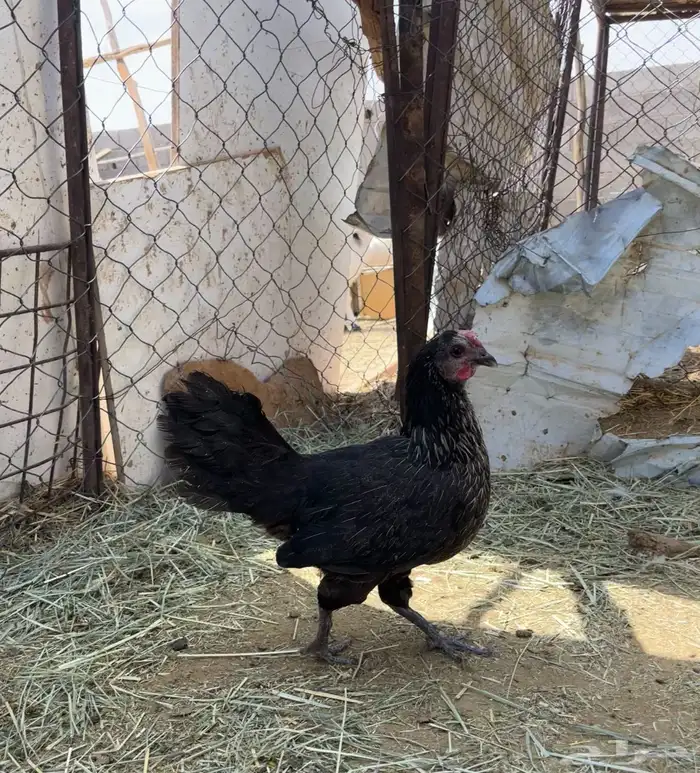 دجاج صحه على الشرط ديكين و دجاجتين الدجاجه السودا مسقط 0