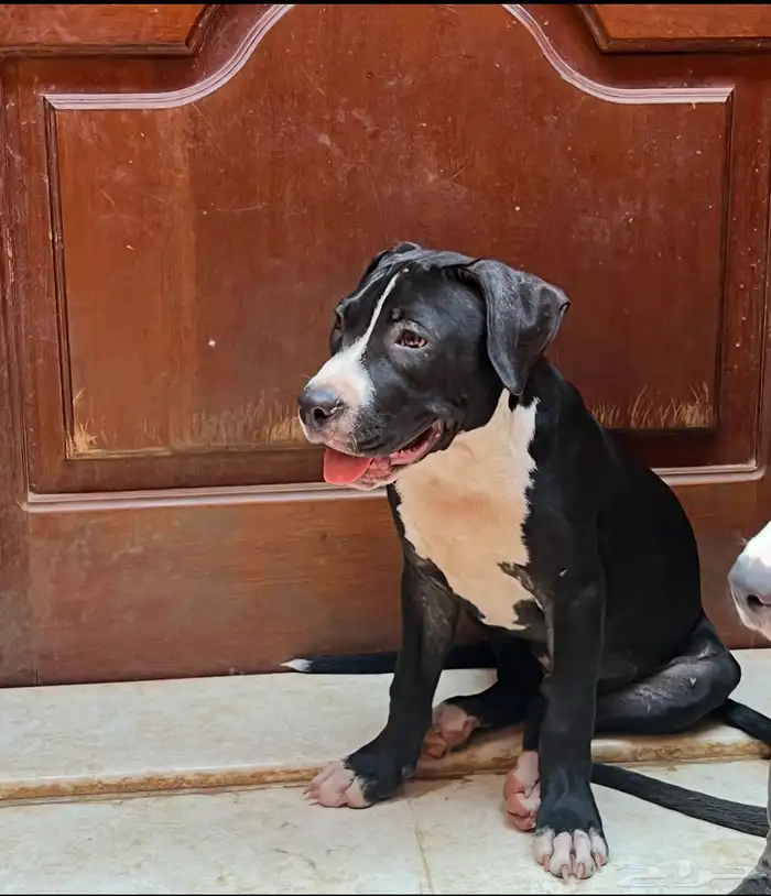 جراوي بيتبول 3