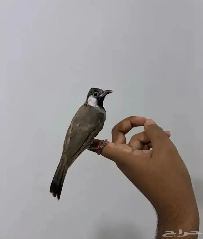 بلبول حساوي 1