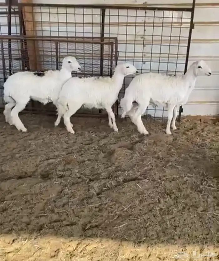 نعيمي حري سواكني رفيدي بربري 11