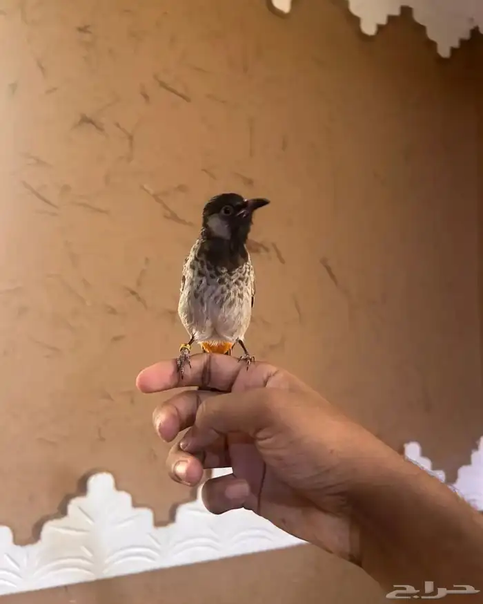 بلبول مكس 1