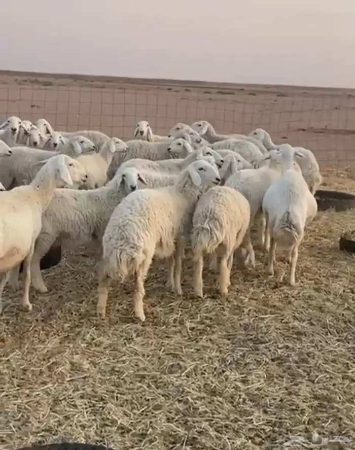 غنم لبيع حريه طيبه 1