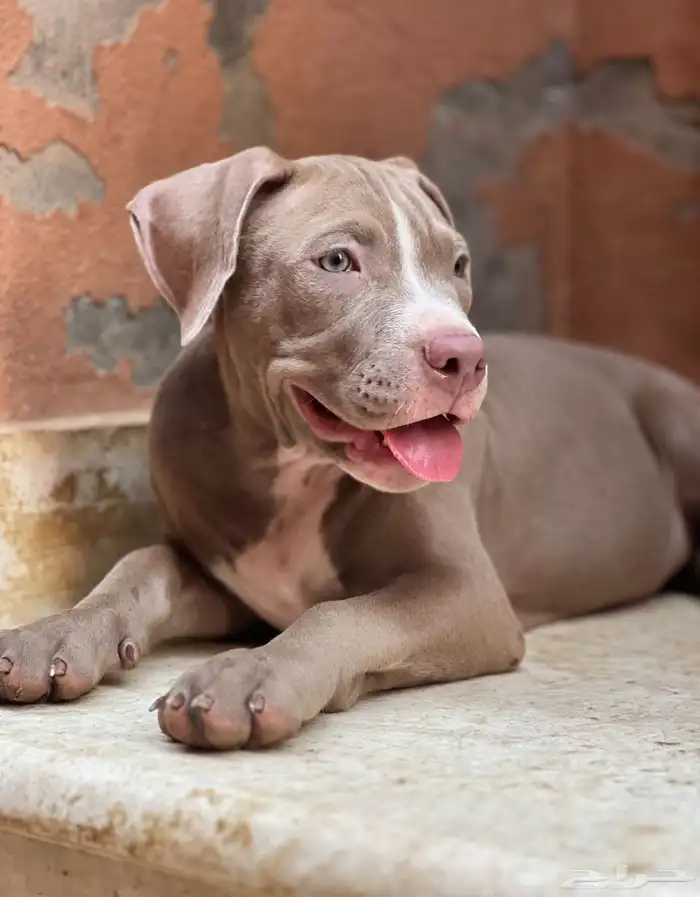 جراوي بيتبول 0