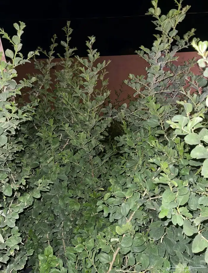 شجر سدر بلدي عبري منطقة الرياض 2