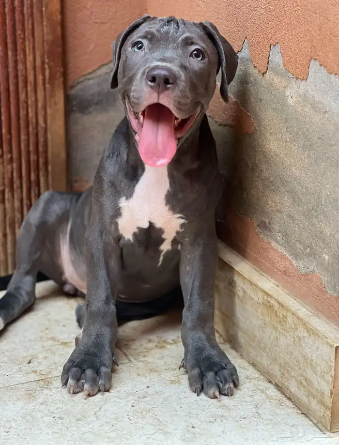 جراوي بيتبول 1