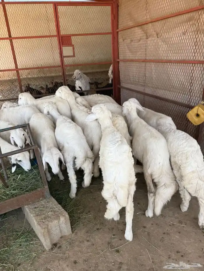 تيوس وخرفان بلدي 1