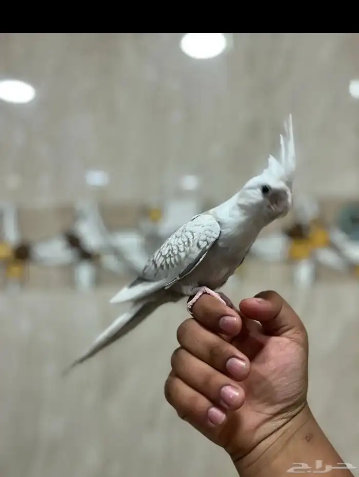 كروان هولندي 0