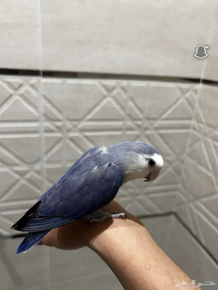 طير روز 1
