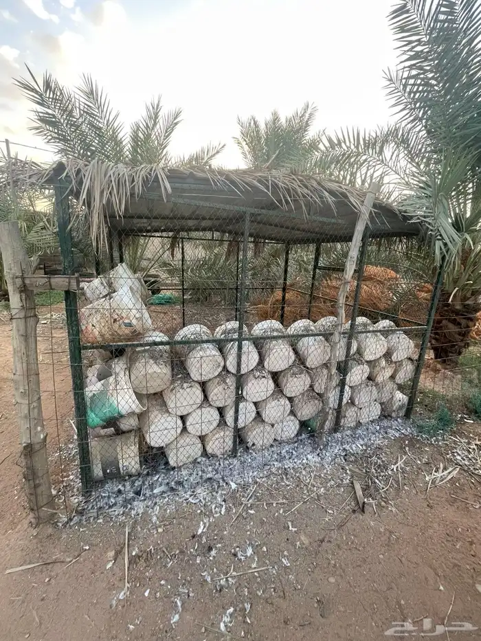 سطول للبيع 3