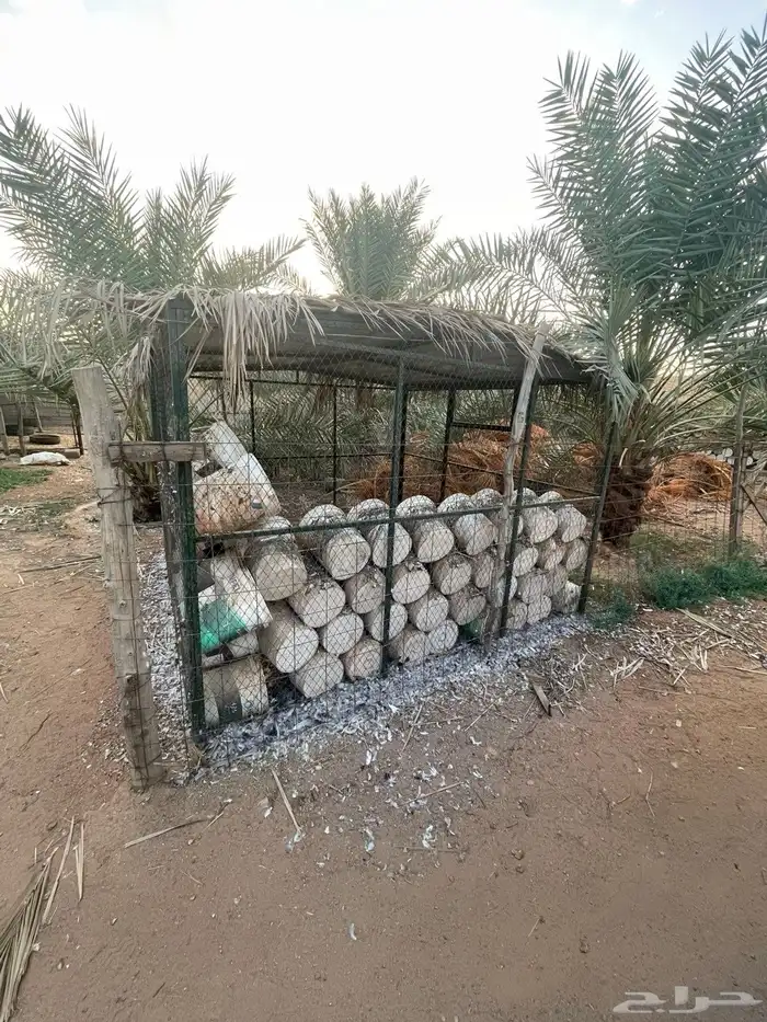 سطول للبيع 1