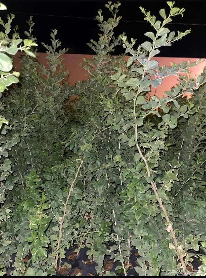 شجر سدر بلدي عبري منطقة الرياض 3
