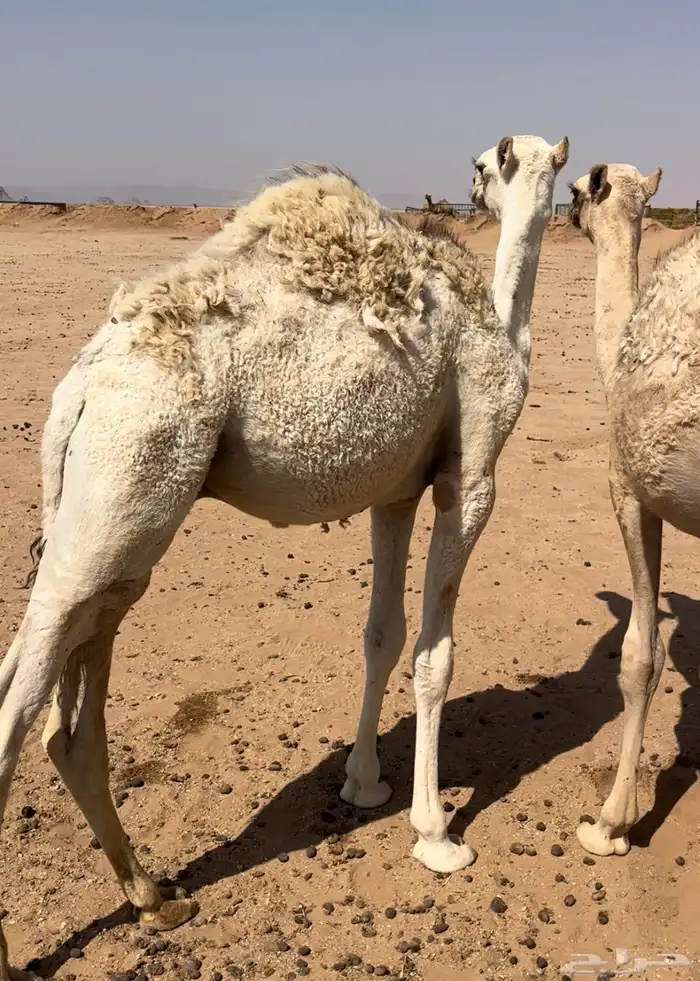 قعدان طيبه وفرصه تربيه حليب 4
