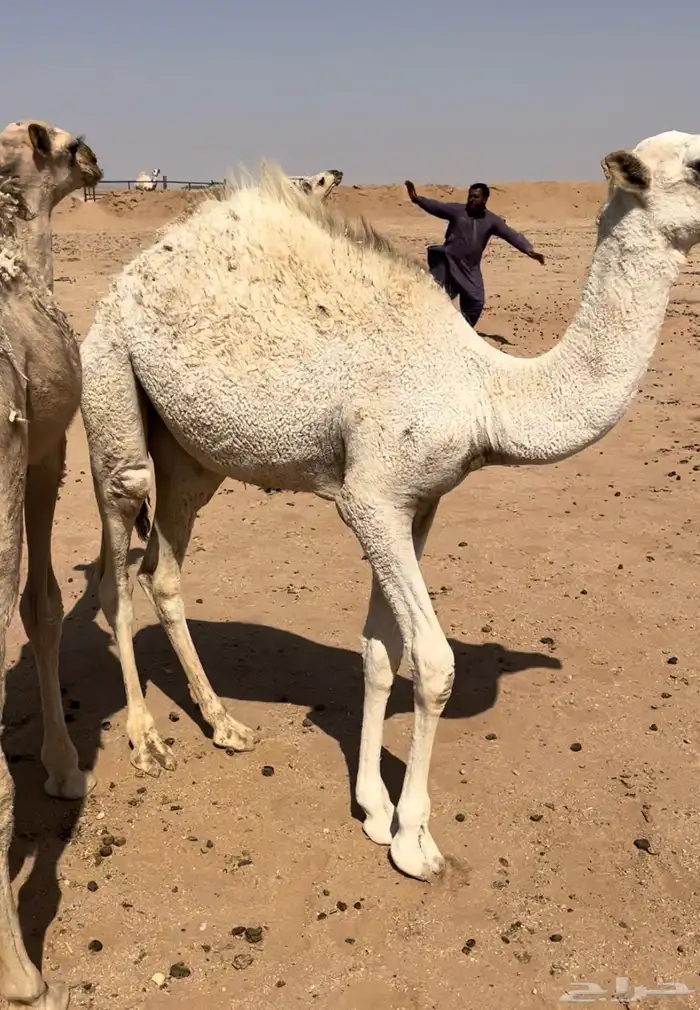 قعدان طيبه وفرصه تربيه حليب 5