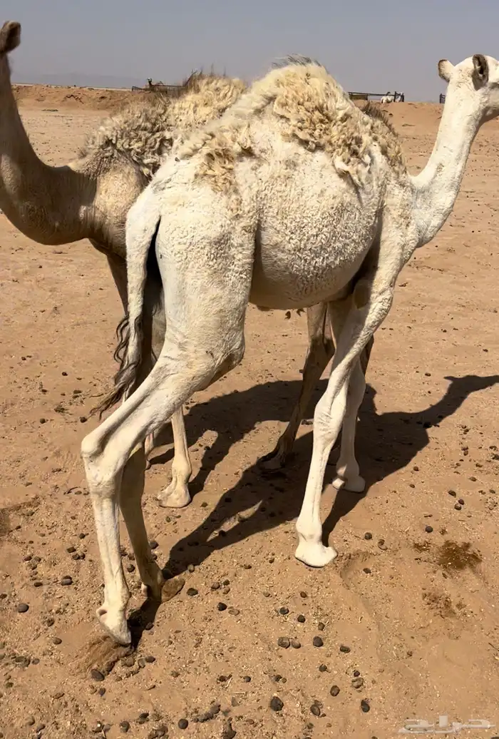 قعدان طيبه وفرصه تربيه حليب 1