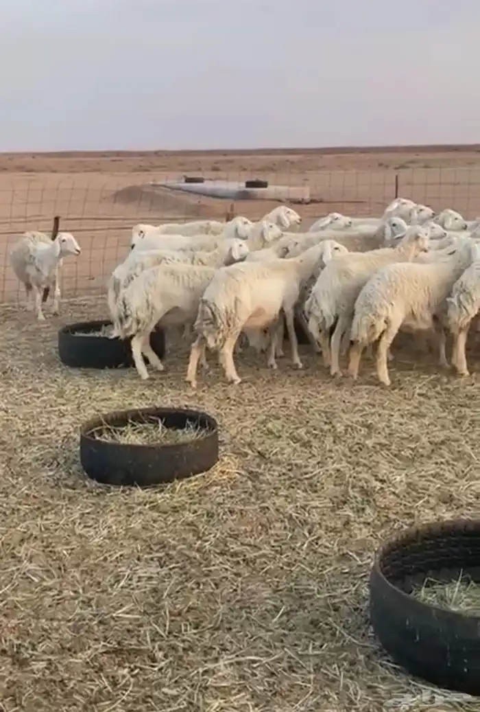 غنم لبيع حريه طيبه 2