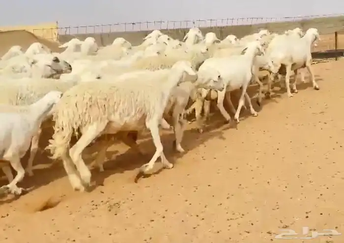 نجد حريات إبل 3