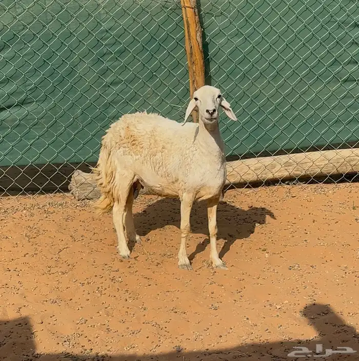 شاه حريه للبيع 2
