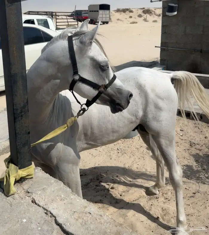 حصان واهو 4