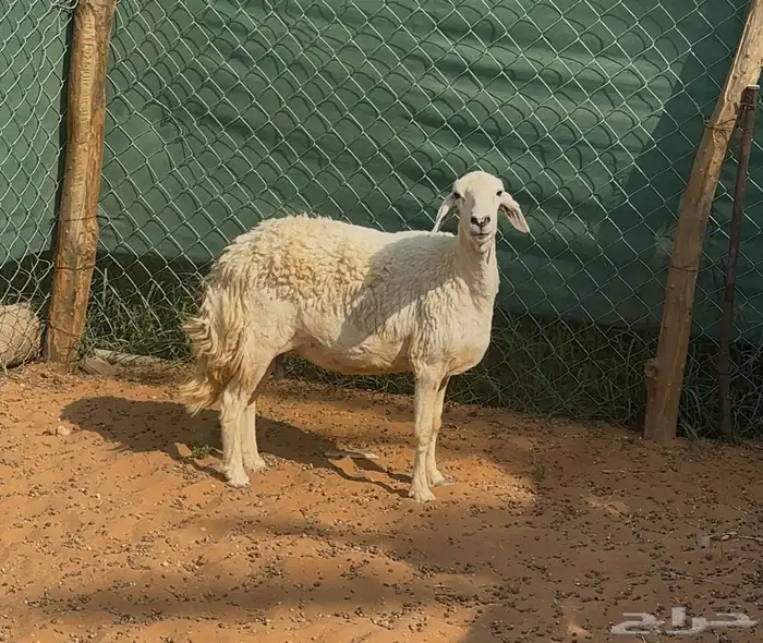 شاه حريه للبيع 0