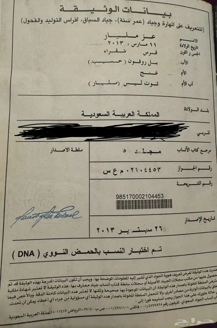 فرس انقليزي اصلي بأوراقها 4