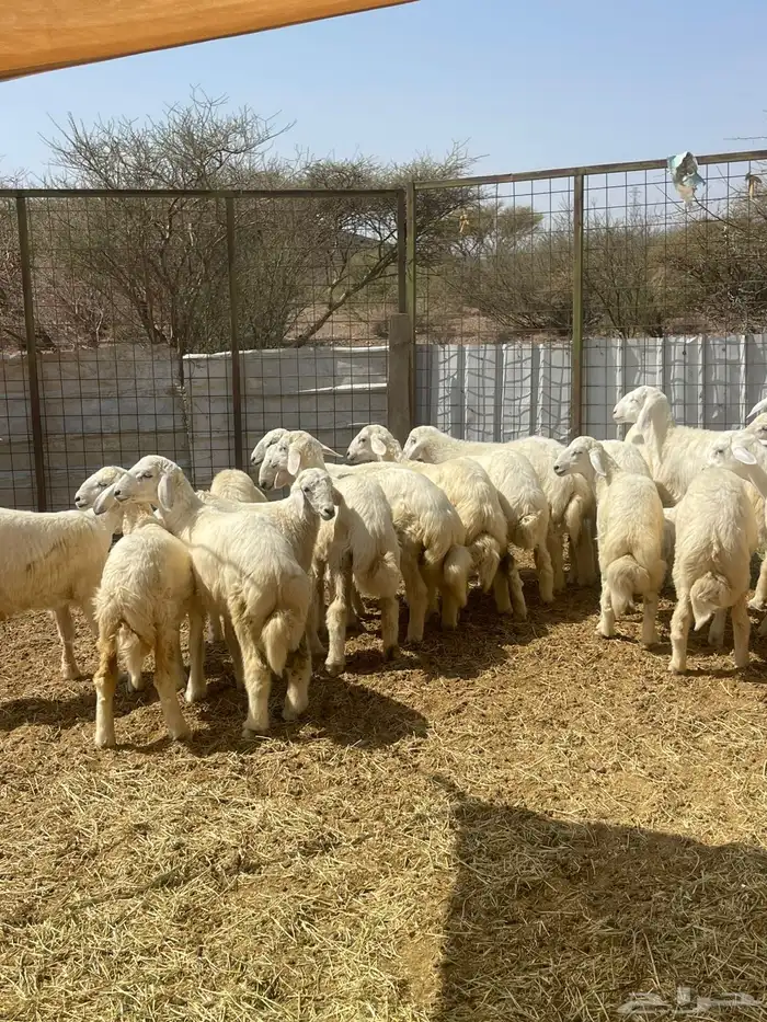 ذبايح حري جميع الأحجام 1