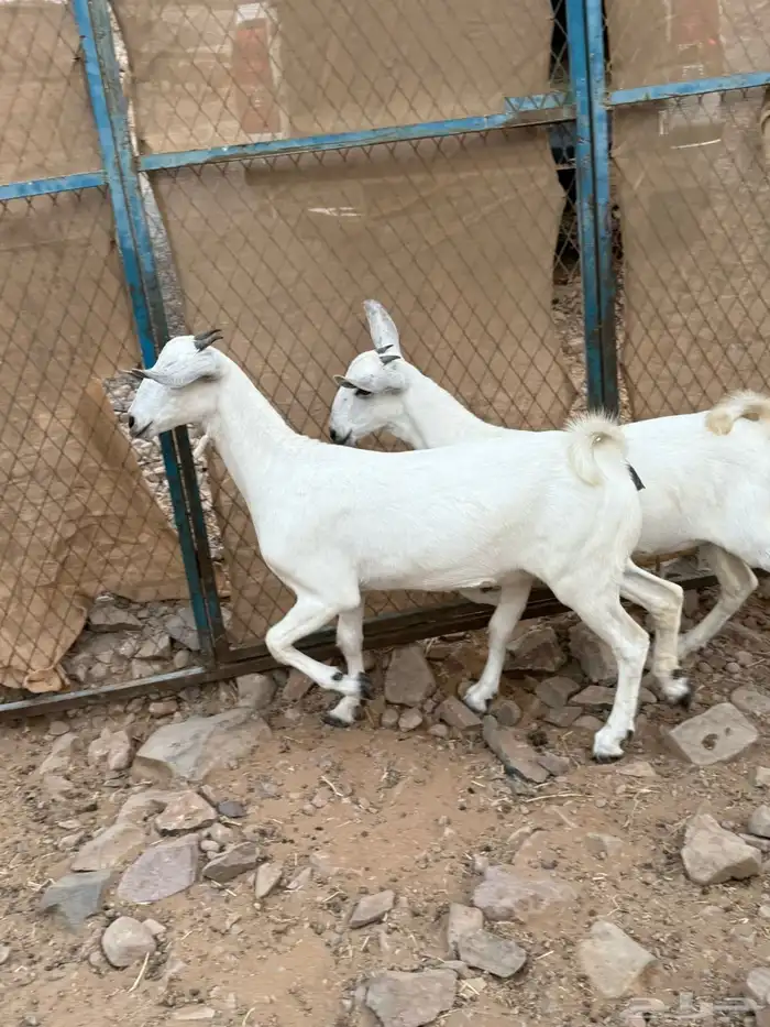 جفار بيشيه فواخر صنف الصنف 6