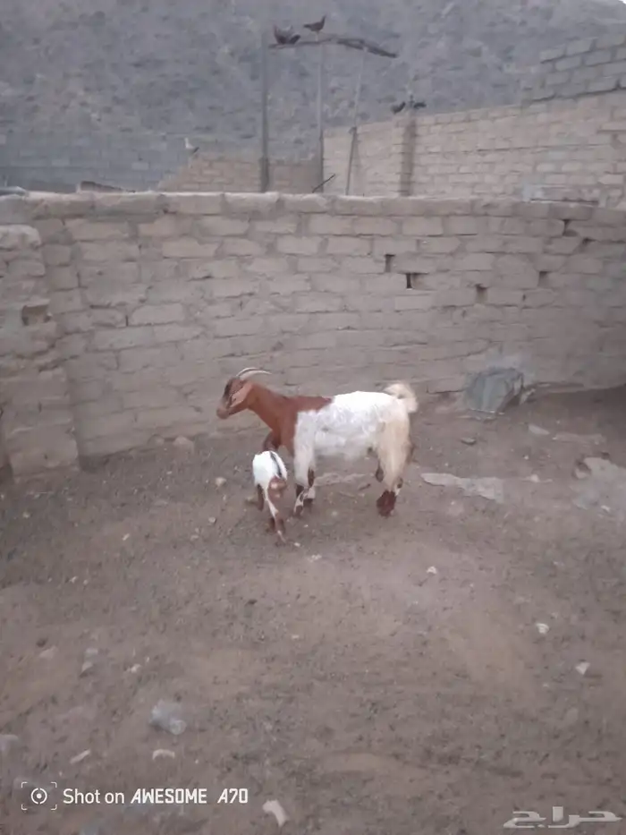 شاه تحتها ولدها 3