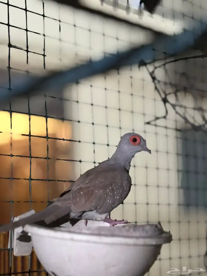 ازواج يمام ماسي منتجه 6