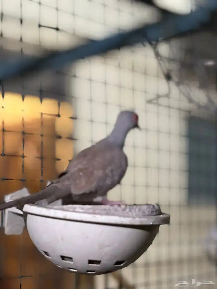 ازواج يمام ماسي منتجه 8