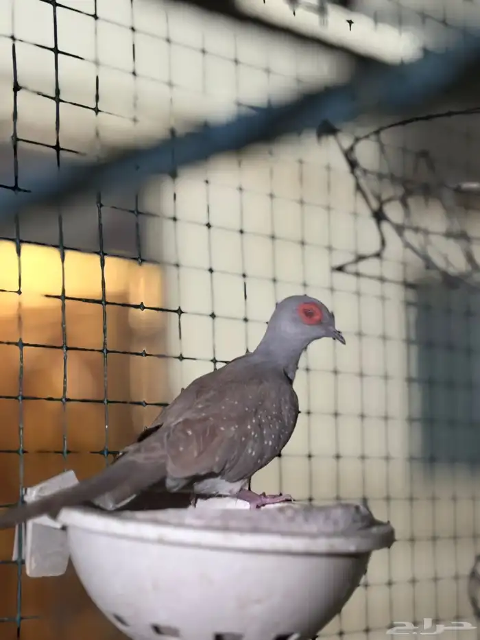 ازواج يمام ماسي منتجه 12