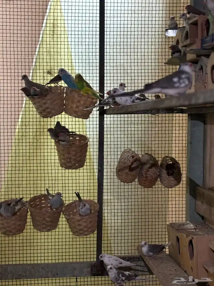 ازواج يمام ماسي منتجه 13