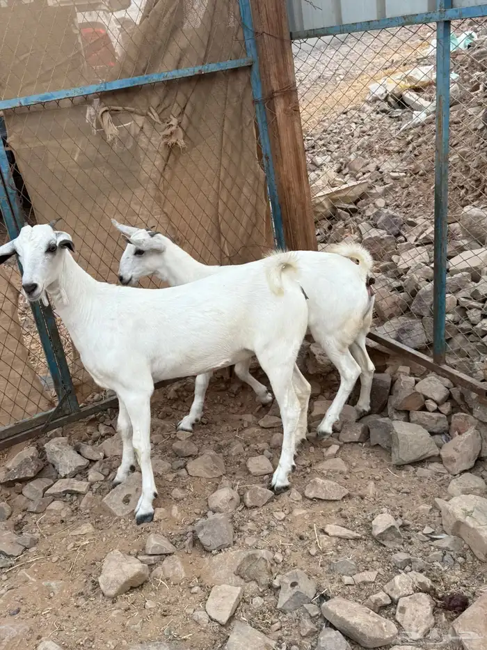 جفار بيشيه فواخر صنف الصنف 2