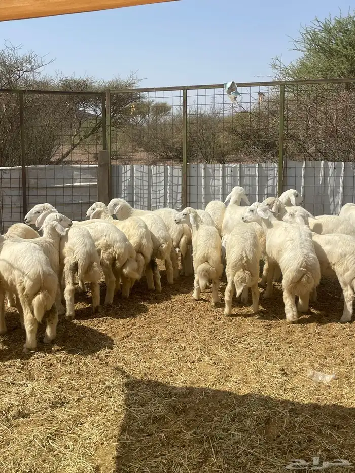 ذبايح حري جميع الأحجام 5