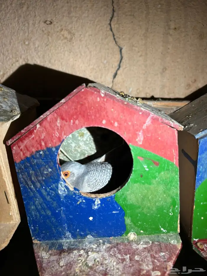 ازواج يمام ماسي منتجه 10