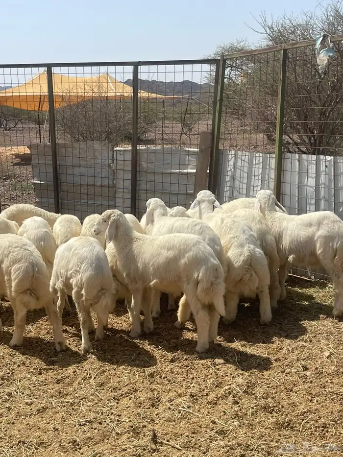 ذبايح حري جميع الأحجام 2