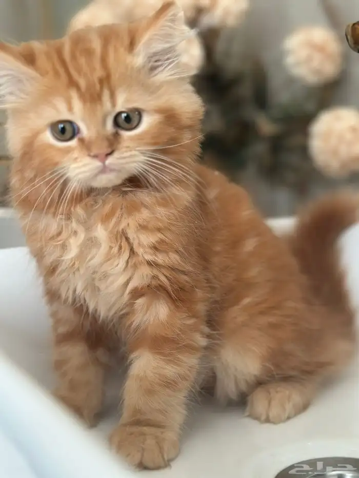 قط شيرازي للبيع 1