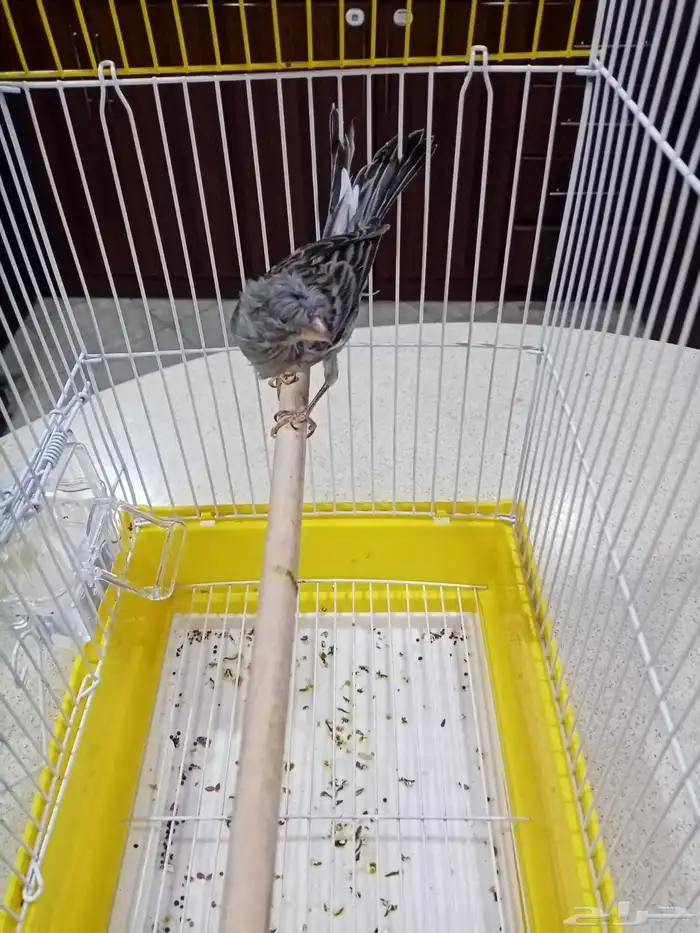 فحول كناري سوري شرط التغريد 4
