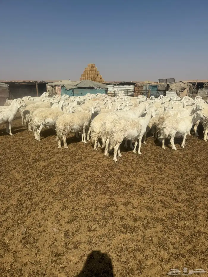 حريات مراح 2
