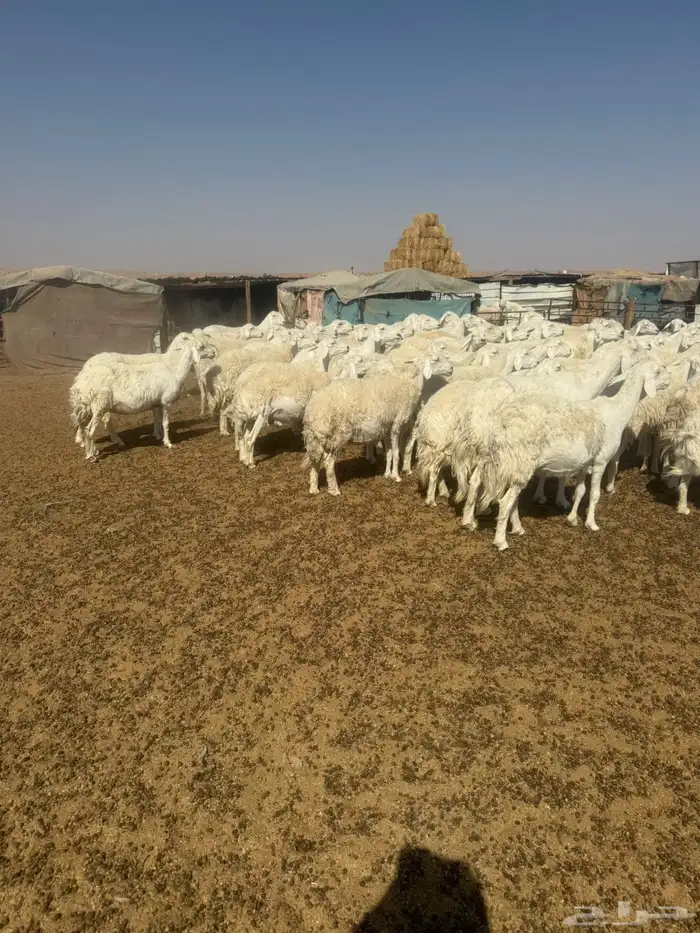 حريات مراح 1