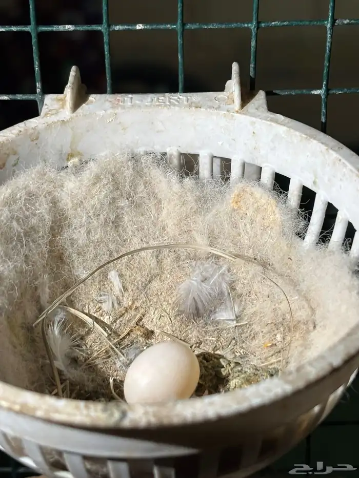 ازواج يمام ماسي منتجه 4