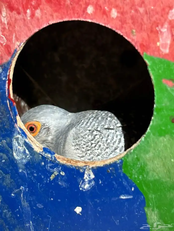 ازواج يمام ماسي منتجه 2